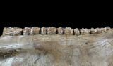 Fossil Horse Jaw - Pleistocene, Germany #87470-2